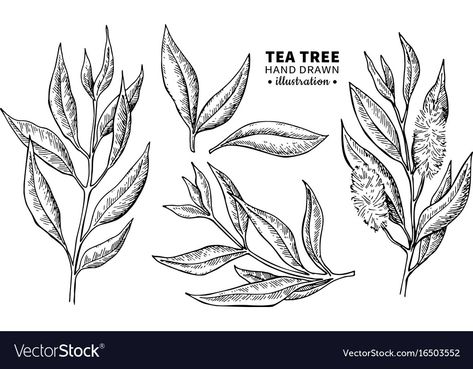 Tea Leaves Illustration, Tree Drawing Simple, Herbs Illustration, Flower Sketch, Leaves Illustration, Flower Outline, Hand Drawn Vector Illustrations, Leaf Drawing, Flower Sketches