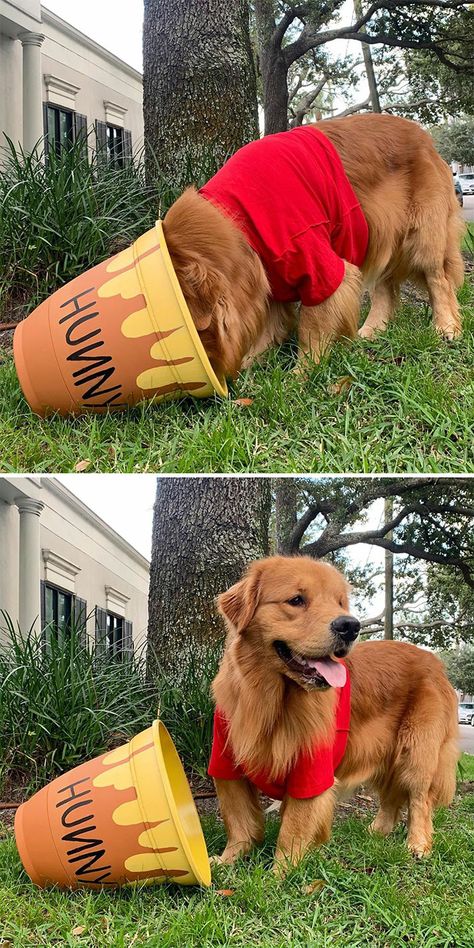 Golden Retriever Costume, Cute Dog Halloween Costumes, Puppy Halloween Costumes, Cute Dog Costumes, Puppy Costume, Diy Dog Costumes, Scary Dogs, Dog Photoshoot, Pet Halloween Costumes