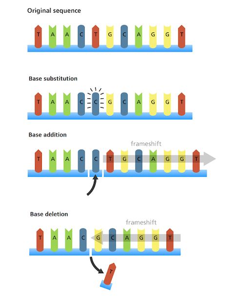 #133 Genetic mutations | Biology Notes for A level Mutations Biology, Dihybrid Cross, Biology Revision, Biology Worksheet, Basic Anatomy And Physiology, Biology Lessons, Genetic Mutation, Biology Notes, Cell Biology