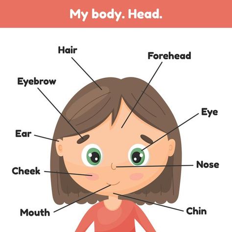 Face little cute girl. poster head parts... | Premium Vector #Freepik #vector #girl #cartoon #hair #chart My Face Worksheet For Kids, Parts Of The Face Activities For Kids, Face Parts For Kids, Face Parts Worksheet, Face Vocabulary, Anatomy For Kids, Evs Worksheet, Hair Chart, Education Worksheets