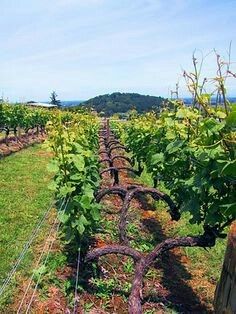 Grapevine Trellis, Grape Vine Trellis, Grapevine Growing, Garden Grid, Grape Vine Plant, Training Vines, Grape Vineyard, Grape Trellis, Vine Trellis