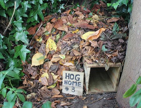 Make A Hedgehog Home Out Of Bricks - WildlifeGadgetman.com Diy Hedgehog House, Hedgehog Home, Ecological Garden, Wildlife Garden Design, Bug House, Hedgehog House, Veg Patch, Eco Garden, Wildlife Garden