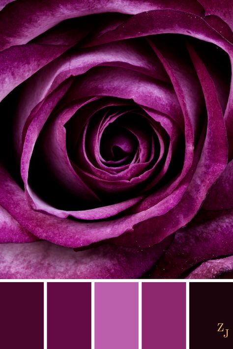 ZJ Colour Palette 311 #colourpalette #colourinspiration Rose Leaf, Purple Color Palettes, Purple Stuff, Color Schemes Colour Palettes, Color Board, Purple Colour, Rose Photos, Color Psychology, Color Grouping