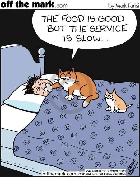 Katt Grejer, Cat Jokes, Cat Comics, Cat Cartoon, Manx, Cat Quotes, Funny Cat Memes, Cats Meow, Funny Animal Pictures