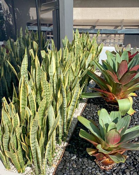 Dracaena trifasciata & Bromeliad. #sydneylandscaper #landscaping #gardendesign #landscapingdesign #design #dracaena #bromeliad Dracaena Trifasciata, Garden Inspo, Outdoor Leisure, Snake Plant, Small Gardens, Front Garden, Landscape Design, Floral Arrangements, Garden Design