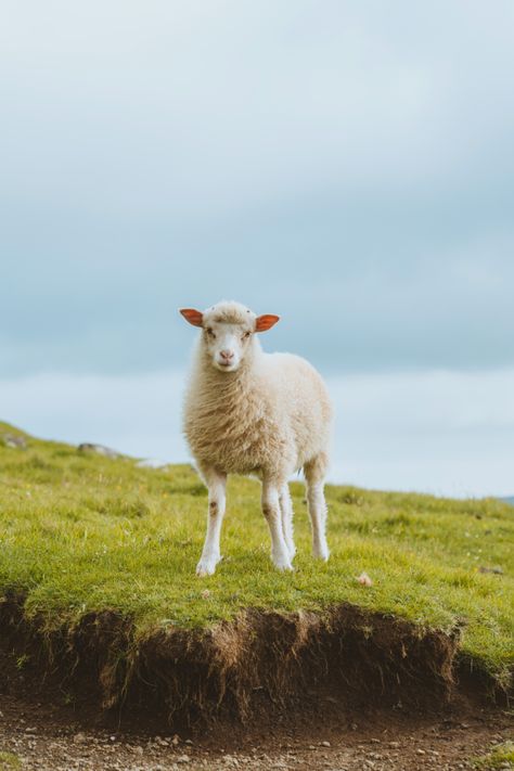 Animals Photography | Face of a Sheep by #DarrenSongNg #nature #fauna #sheep #mammals #sheepart Sheep Photography, Minimalist Bedroom Color, Minimalist Bedroom Men, Minimalist Tattoo Meaning, Matt Hardy, Tattoo Fonts Cursive, Bedroom Retro, Minimalist Nail Art, Bedroom Artwork