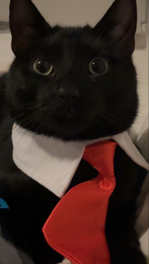 Cat In A Suit Pfp, Cats In Suits, Animal In Suit, Cat In A Suit, Black Cat Suit, Mancoon Cats, Quotes About Cats, Cats Quotes, Cat Suit