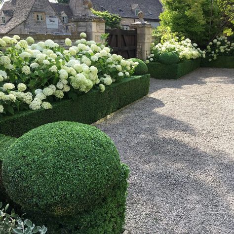 Hydrangea Annabelle, Annabelle Hydrangea, Hydrangea Landscaping, Box Hedging, Front Landscaping, Planting Hydrangeas, Home Landscaping, Front Yard Garden, Front Garden