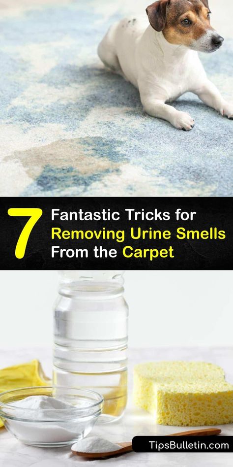 The smell of human, cat urine, or dog urine in your carpet is embarrassing. Discover simple ways to remove a urine stain to tackle the smell of dog pee and pet odor. Use baking soda to absorb urine smell, or wash away urine odor with a carpet cleaner or DIY spray. #urine #smell #out #carpet Urine Smell Out Of Carpet, Remove Urine Smell, Pet Urine Smell, Cleaning Pet Urine, Dog Pee Smell, Pee Stains, Smell Remover, Cat Urine Smells, Carpet Diy