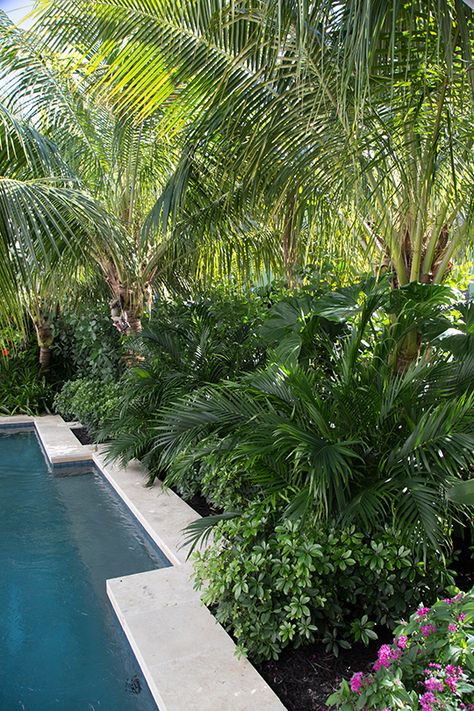 We are very excited to have been nominated by HGTV for their 2016 Ultimate Outdoor Awards in the Gorgeous Gardens' category - please stop by hgtv.com/outdoorawards & have a look at all of the beautiful entries! voting is from March 15th - April 4th.   This is a detail of a tropical landscape design/planting near swimming pool with a shelf & shaded area for the owners to relax during the hot summers here in Key West, Florida. Tropical Yard, Tropical Pool Landscaping, Outdoor Landscape Design, Pool Plants, Tropical Landscape Design, Wailea Beach, Florida Landscaping, Swimming Pool Landscaping, Tropical Garden Design