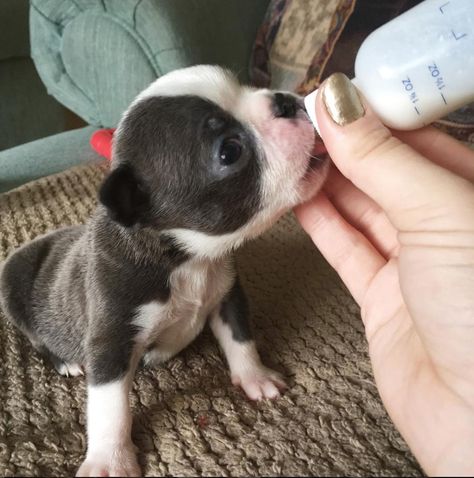 Teacup Boston Terrier, Miniature Boston Terrier, Baby Boston Terriers, Boston Terrier Photography, Boston Terrier Lover, Boston Terrier Puppy, Boston Terrier Love, Boston Terrier Dog, Dog Rules