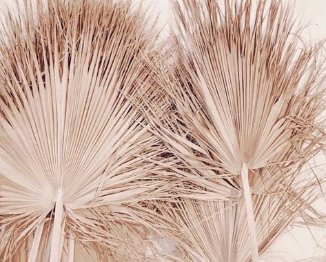 Dried Fan Palm, Large Vases Decor, Tropical Wall Decor, Palm Branch, Fan Palm, Avenue Design, Market Ideas, Dry Flower, Photography Styling