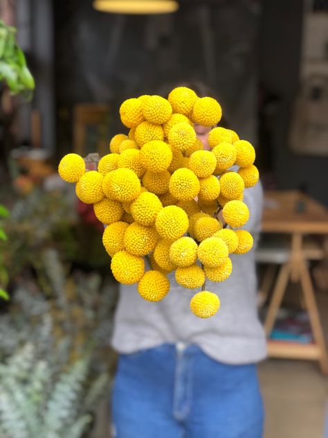 ☀️Billy Buttons...always a favourite!☀️ Dried Floral Arrangements, Perennial Flower, Flower Identification, Billy Buttons, Australian Flowers, Australian Native Flowers, Australian Native, Granny Smith, Dried Floral