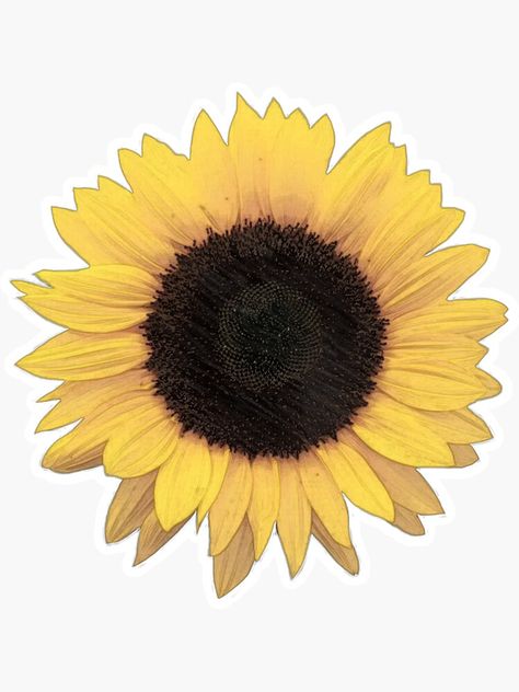 Sunflower Sticker, Planting Sunflowers, Flower Image, Sunflower Png, Flower Shower, Photo Editing Services, Yellow Sunflower, Retro Aesthetic, Flower Images