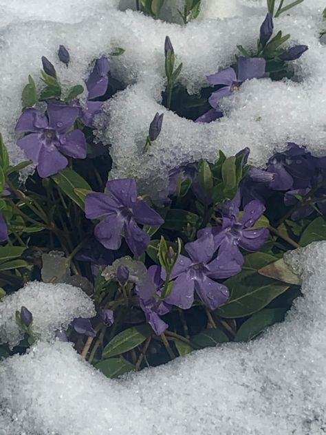 #snow #flower Lavender Winter Aesthetic, Nightshade Flower Aesthetic, Flowers In Snow Aesthetic, Snowy Flowers Aesthetic, Hycanith Flower Aesthetic, Purple Snow Aesthetic, Snow Flower Aesthetic, Violet Flower Aesthetic, Purple Winter Aesthetic