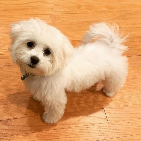 Teddy Bear Dog: Zuchon [+8 Bonus Breeds ... Shitzu Dogs Haircuts, Maltese Dogs Haircuts, Cats Tips, Lhasa Apso Puppies, Shitzu Dogs, Teddy Bear Puppies, Dog Poodle, Teddy Bear Dog, Shih Poo