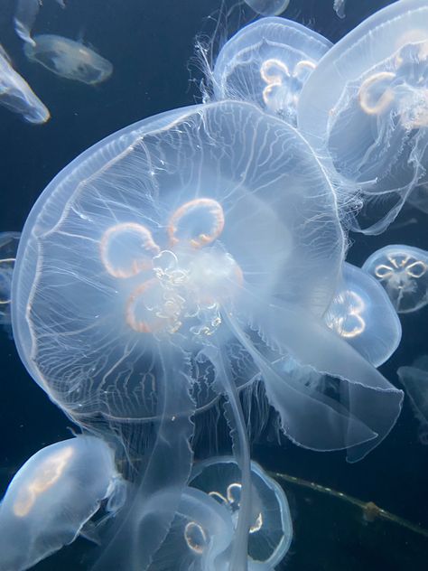 Medusa Animal, Jellyfish Pictures, Sea Jellies, You Are My Moon, Fauna Marina, Blue Jellyfish, Jellyfish Art, Beautiful Sea Creatures, Aquatic Animals