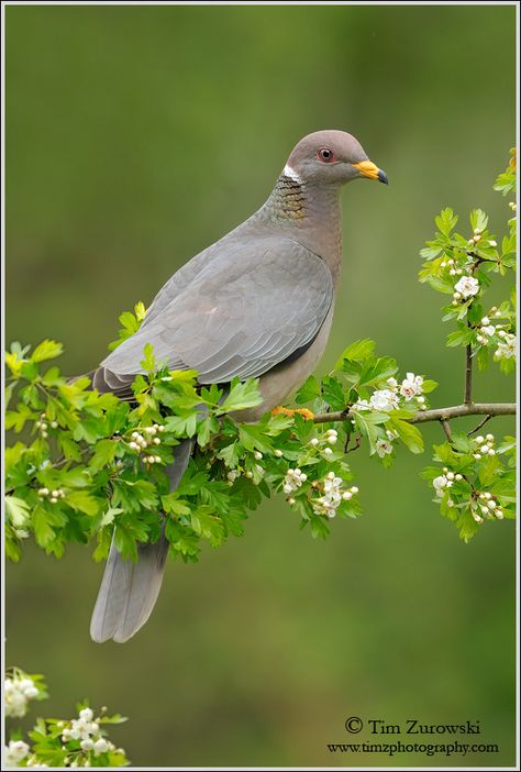 Band Tailed Pigeon, Dove Pigeon, Colorful Characters, Birds And The Bees, Damask Wallpaper, Colorful Birds, Vintage Garden, Wild Birds, Swans