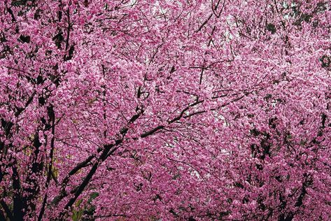 Purple Leaf Plum Tree, Flowering Plum Tree, Plum Trees, Air Layering, Japanese Plum, Small Pink Flowers, Redbud Tree, Lace Trees, Planting Ideas