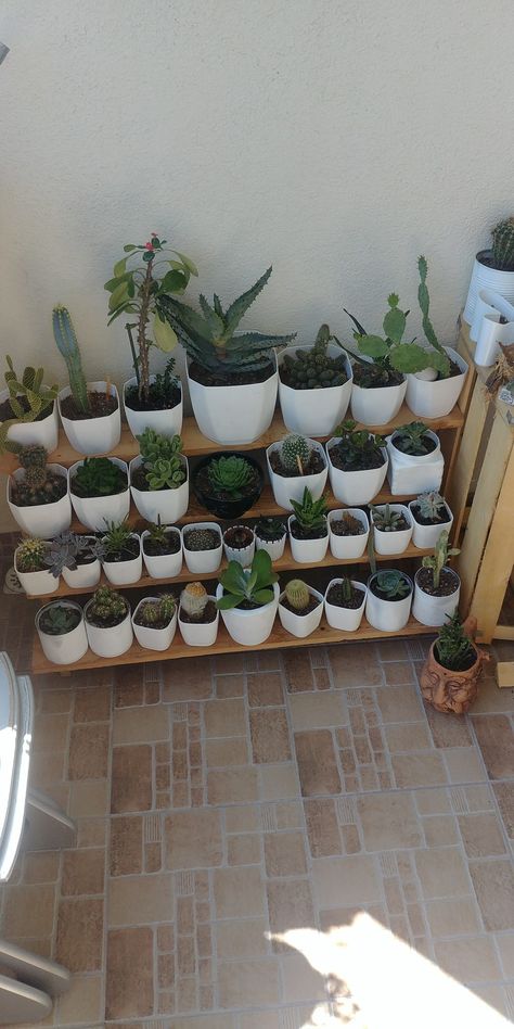 Suculentas Ideas, Patio Chico, Sustainable Kitchen, Store Ideas, Succulent Arrangements, Cactus Y Suculentas, Diy Plants, Grow Your Own Food, Cactus And Succulents