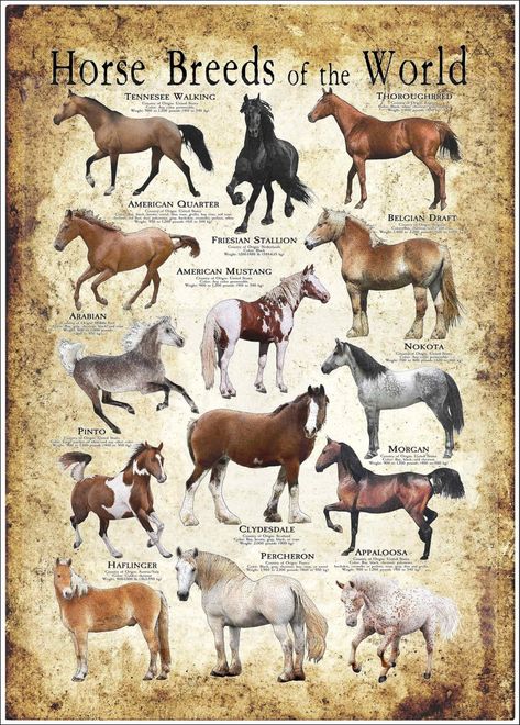 Tennessee Walking Horse, World Poster, American Paint Horse, Horse Facts, Walking Horse, Paint Horse, American Paint, Types Of Horses, Clydesdale