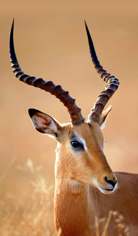 Animal photography Mammal Photography, Gazelle Animal, African Animals Photography, African Wildlife Photography, Pet Portraits Photography, Deer Photography, Animal Photography Wildlife, Wild Animals Photos, Deer Photos