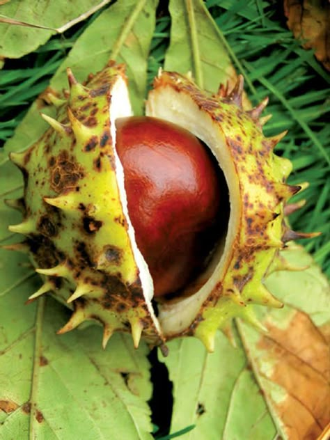 Horse Chestnut Trees, Varicose Vein Remedy, Flower Structure, Bath Recipes, Chestnut Trees, Chestnut Horse, Deciduous Trees, Seed Pods, Natural Forms