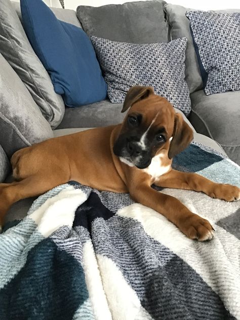 Boxer Aesthetic Dog, Boxer Dog Aesthetic, Boxer Dogs Puppies, Cute Boxer Dogs, Puppy Boxers, Cute Boxer Puppies, Boxers Dogs, Boxer Pup, Boxer Dog Puppy