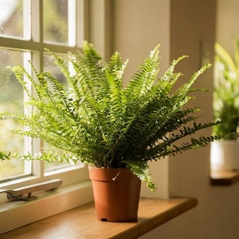 Dog Friendly Plants, Boston Fern, Feel Happier, Best Indoor Plants, Bathroom Plants, Jade Plants, Pretty Plants, Foliage Plants, Balcony Garden