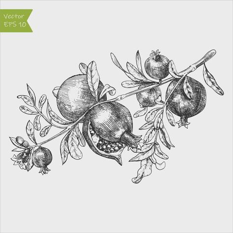 Pomegranate Leaf Tattoo, Pomegranate Branch Illustration, Pomegranate And Flowers Tattoo, Pomegranate Vine Tattoo, Persephone Tattoo Pomegranates, Pomegranate Snake Tattoo, Pommegrenade Tattoo, Pomegranate Branch Tattoo, Pomegranate Tree Tattoo