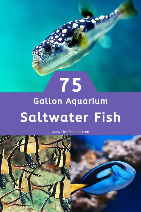 Here is our list of the best and most beautiful fish for a 75 gallon saltwater aquarium. Saltwater Fish Tank, Best Aquarium Fish, 75 Gallon Aquarium, Fish List, Saltwater Aquarium Fish, Saltwater Fish Tanks, Salt Water Fish, Saltwater Fish, Saltwater Tank