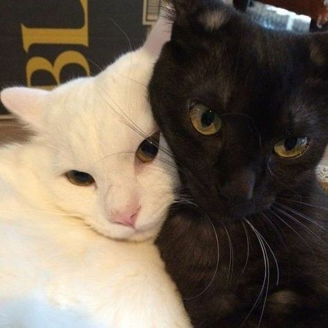 White And Black Cat, Cat Couple, Cat Cuddle, Silly Animals, White Cats, Silly Cats, Animals Images, White Cat, Cat Pics