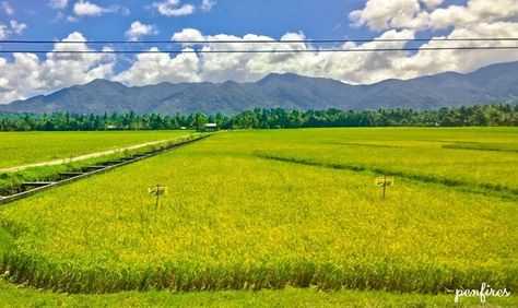 Rice Field Architecture, Rice Fields Photography, Bali Rice Fields, Central Luzon, Rice Paddy Fields, China Rice Fields, Natural Landmarks, Travel