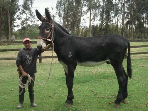 Sam, a 4-year-old American Mammoth Jackstock who's not like any of the other Jackstock around – because Sam is the tallest donkey in the world. Description from pinterest.com. I searched for this on bing.com/images Mammoth Jackstock, Draft Mule, Mules Animal, Baby Donkey, Mini Donkey, Horses And Dogs, All The Pretty Horses, Horse Crazy, Clydesdale