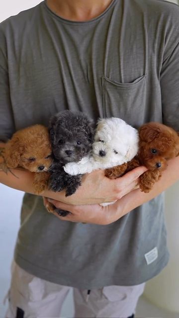 Tea Cup Puppies, Tiny Toy Poodle, Big Dogs Breeds, Biggest Dog In The World, Micro Teacup Puppies, Puppies Teacup, Teacup Dog, Biggest Dog, Maltipoo Dog