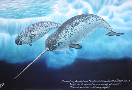 Narwal | Walvisstrandingen Narwhal Pictures, Ocean Mural, Creature Marine, Sea Mammal, Water Animals, Water Life, Arctic Animals, Marine Mammals, Under Water