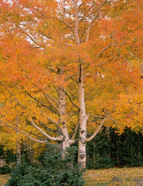 Trees With White Bark, White Bark Trees, Best Trees For Privacy, Texas Trees, Weeping Cherry Tree, Online Landscape Design, Red Maple Tree, Growing Trees, Betula Pendula