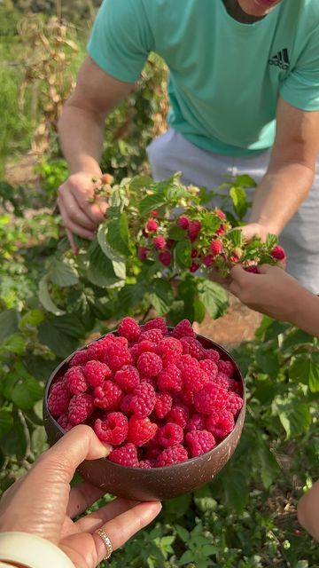 You Pick Berry Farm, Raspberry Picking Aesthetic, Pick Your Own Berry Farm, Berry Picking Aesthetic, U Pick Berry Farm, Wild Raspberry Aesthetic, Berries Garden, Picking Raspberries Aesthetic, Massive Garden