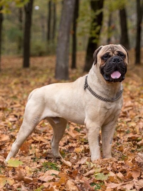 Mastiffs come in all shapes and sizes, most of them very large dogs. This full list of 22 Mastiff breeds features AKC and FCI recognized breeds as well as unknown ones plus their sizes and origin countires. Worlds Largest Dog, Bull Mastiff Dogs, Mastiff Dog Breeds, Pet Anime, Guard Dog Breeds, Mastiff Breeds, Expensive Dogs, Tallest Dog, Dog Line Art