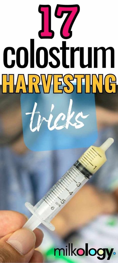 17 Genius Colostrum Harvesting Tips — Milkology® How To Harvest Colostrum, Spectra S2 Tips First Week, Colostrum Collection Before Birth, How To Hand Expressing Colostrum, Expressing Colostrum Before Birth, How To Store Colostrum, Pumping Colostrum Before Birth, How To Collect Colostrum Before Birth, Collecting Colostrum Before Birth