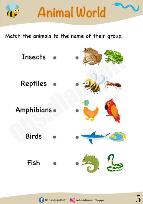 Learn about animals. Perfect for Grade 1. Learn the difference between reptiles and amphibians. Learn about cold-blooded animals and animals with exoskeleton. Animal Worksheets For Kids, Amphibians Animals, Animal Classification, Animal Worksheets, Alphabet Worksheets Preschool, Worksheets Preschool, Cold Blooded, Animal World, Science Worksheets