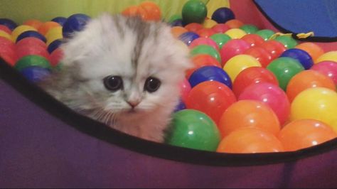 Hermione seems confused about the ball pit. Ball Pit, Hermione, Animals