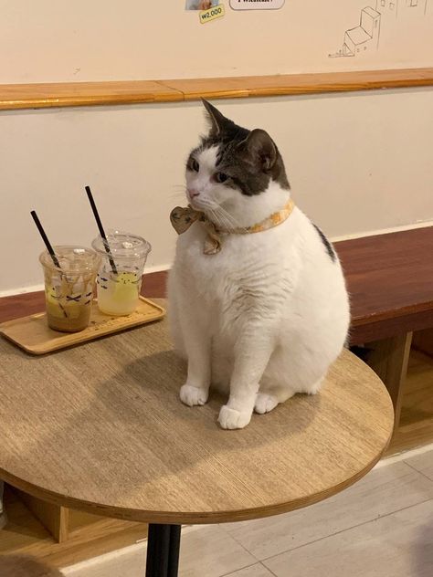 his name is Haki Cat Cafe Outfit Ideas, Cat Cafe Food, Cat Cafe Japan, Cat Cafe Aesthetic, Cat Cafe Ideas, Cafe Pics, Coffee And Cats, Cafe Website, Cafe Japan