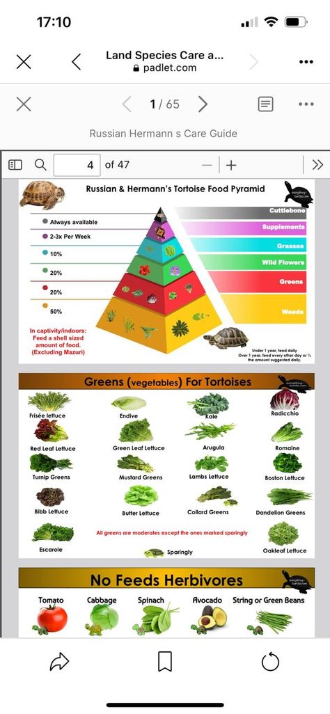 Tortoise Enrichment, Hermann Tortoise Food, Russian Tortoise Food, Egyptian Tortoise, Russian Tortoise Habitat Outdoor, Egyptian Tortoise Habitat, Red Footed Tortoise Food, Red Footed Tortoise, Tortoise Food