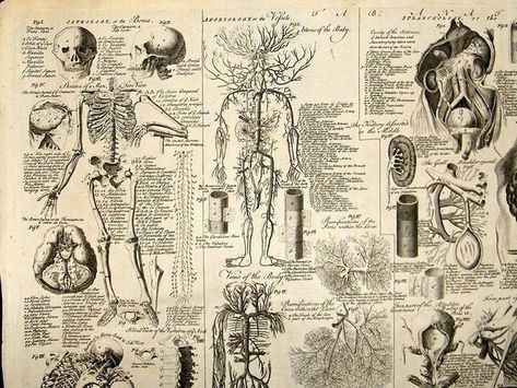 Ipad Wallpaper Anatomy, Ipad Wallpaper Medical, Ipad Wallpaper Medicine, Medical Art Wallpaper, Anatomy Wallpaper Aesthetic, Medical Diagrams, Vintage Medical Art, Anatomy Wallpaper, Notebook Wallpaper