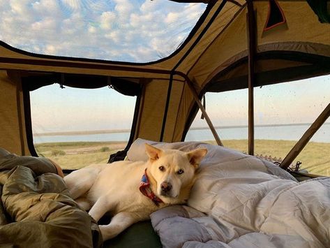 Roof Top Tent Camping, Rooftop Tent Camping, Camping With Dogs, 2025 Vibes, Rooftop Tent, Solo Camping, Camping Vibes, Car Tent, Tent Awning