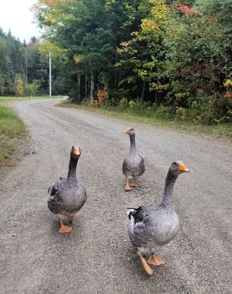 Pet Geese, Roosting Bars, Sebastopol Geese, Chickens And Ducks, Goose House, Goose Eggs, Backyard Chicken Farming, Duck House, Duck Eggs