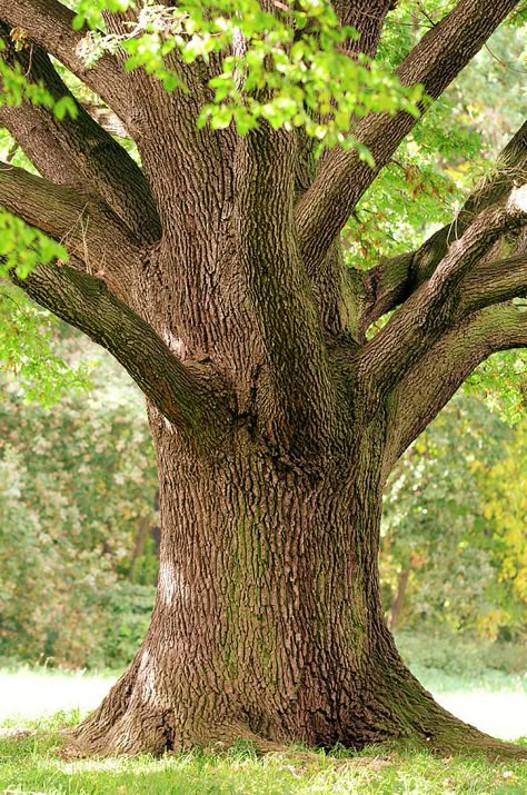 Trunk Close-up Of Old Oak Tree In Late Photograph by Sieboldianus Weird Trees, Old Oak Tree, Old Tree, Old Trees, Tree Trunks, Tree Photography, Unique Trees, Tree Hugger, Oak Tree