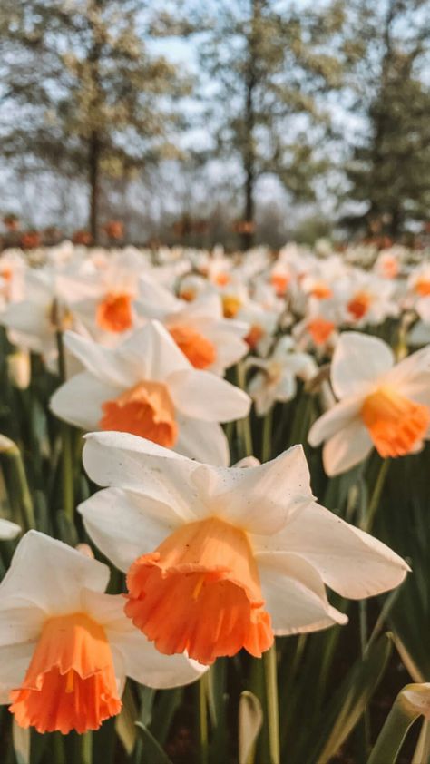 Flower Homescreen Wallpaper, Flowers Lockscreen, White And Orange Flowers, Flower Aesthetics, Cute Images For Wallpaper, Flowers Aesthetic, Wallpaper Nature Flowers, Orange Aesthetic, Beautiful Flowers Wallpapers