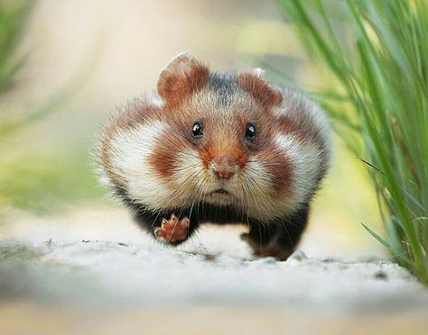 Bear Hamster, Cut Animals, Most Beautiful Animals, Gerbil, Cute Hamsters, Weird Pictures, Wildlife Animals, Hamsters, Rodents